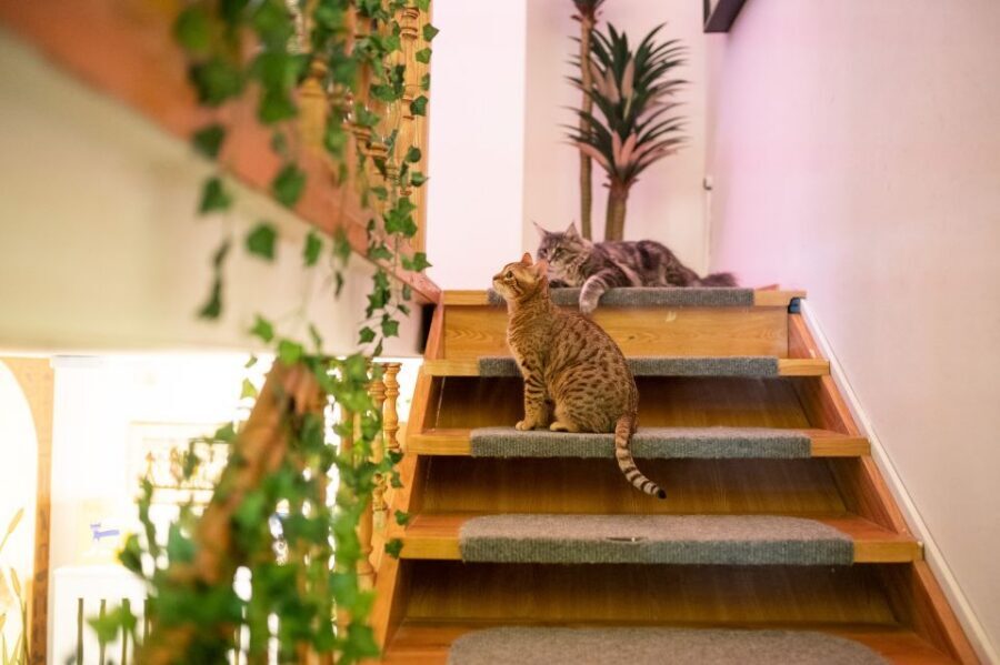Budapest: Cat Museum Budapest Entry Ticket - Jungle Room Cat Biology: Fun Facts You Can Actually Use
