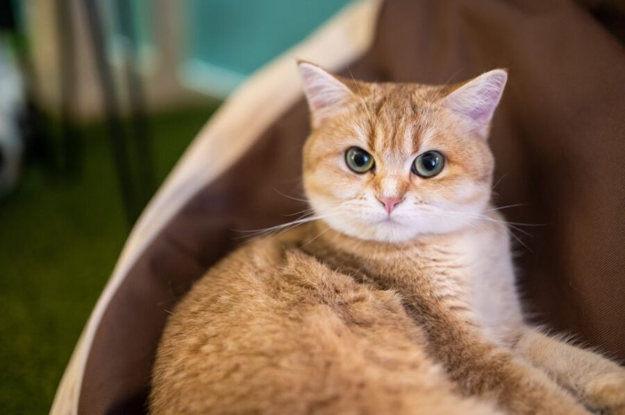 Budapest: Cat Museum Budapest Entry Ticket - Resident Cats Time: How to Get the Most from the Calm