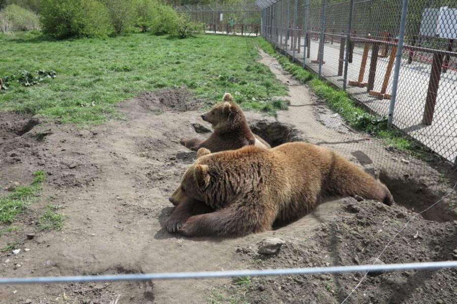 Budapest: Transport & Guided Tour of Bear and Wolf Sanctuary - Key points to know before you go