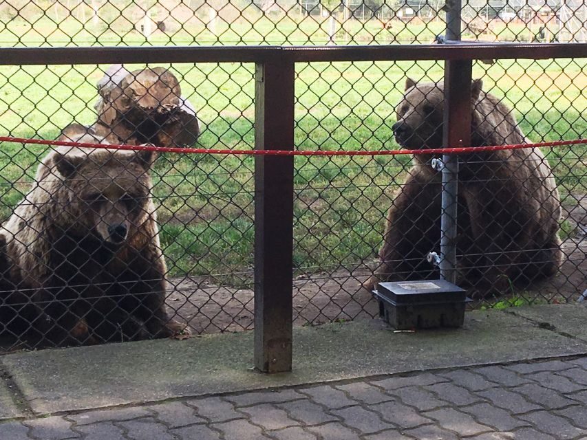 Budapest: Transport & Guided Tour of Bear and Wolf Sanctuary - Should you book this bear and wolf sanctuary tour from Budapest?