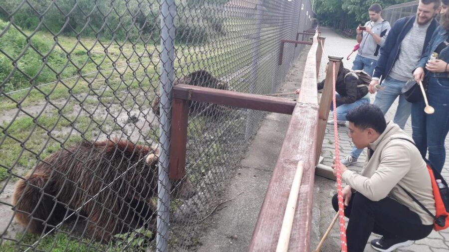 Budapest: Transport & Guided Tour of Bear and Wolf Sanctuary - Feeding brown bears fruit from behind the fence