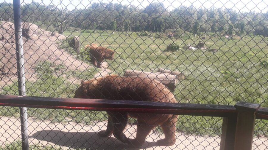Budapest: Transport & Guided Tour of Bear and Wolf Sanctuary - Wolves, bear types, and real safety lessons you can actually use