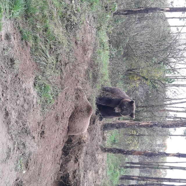 Budapest: Transport & Guided Tour of Bear and Wolf Sanctuary - What else you might see besides bears and wolves
