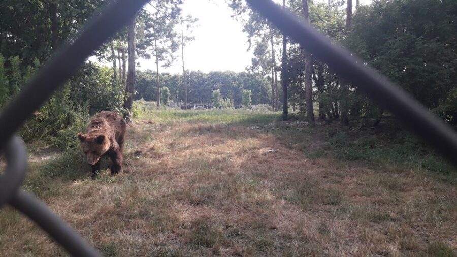 Budapest: Transport & Guided Tour of Bear and Wolf Sanctuary - Price and value: is $93 fair for a 4-hour Budapest tour?