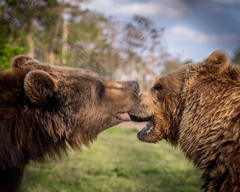 Budapest: Transport & Guided Tour of Bear and Wolf Sanctuary - Practical tips for your morning at Batthyány tér