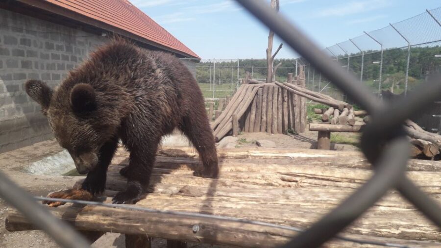 Budapest: Transport & Guided Tour of Bear and Wolf Sanctuary - Sanctuary walking: the 1.4 km circuit and what the guide covers first