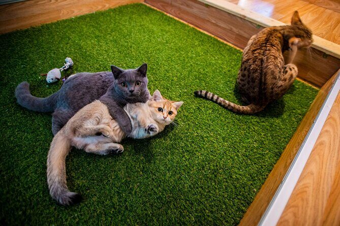 Cat Museum Budapest Entry Ticket - Key points before you go