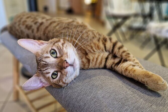 Cat Museum Budapest Entry Ticket - Price and value: what $13.06 buys you in real time
