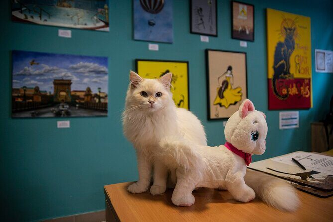Cat Museum Budapest Entry Ticket - Upstairs Jungle Room: Movies, a tablet quiz, and a souvenir if you win