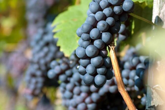 Countryside Half-day Gastro-Wine Tour from Budapest Meal & pickup - Winery visits: family producers, hands-on tastings, and real talk