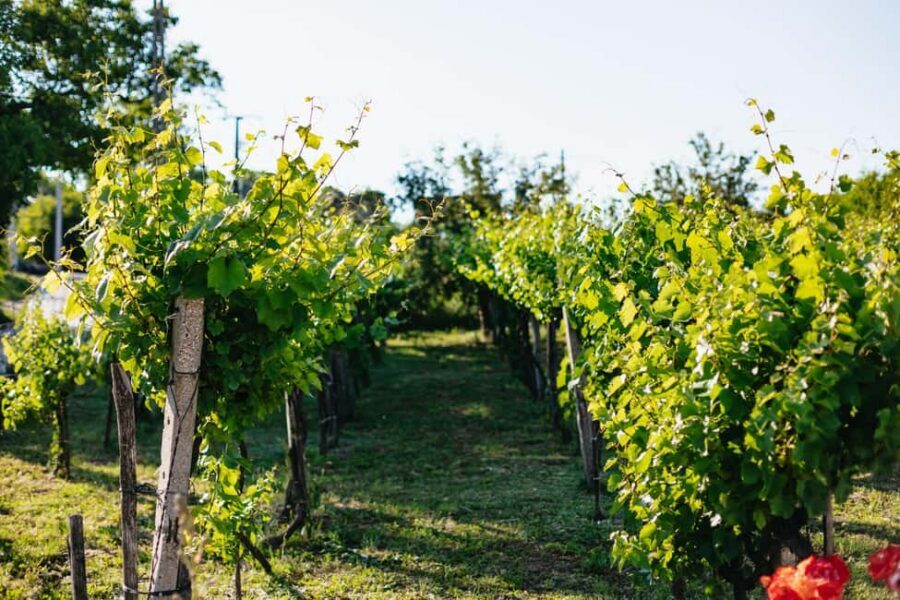 From Budapest: Half-Day Countryside Wine Tour with Meal - First tasting location: boutique hospitality and cellar stories