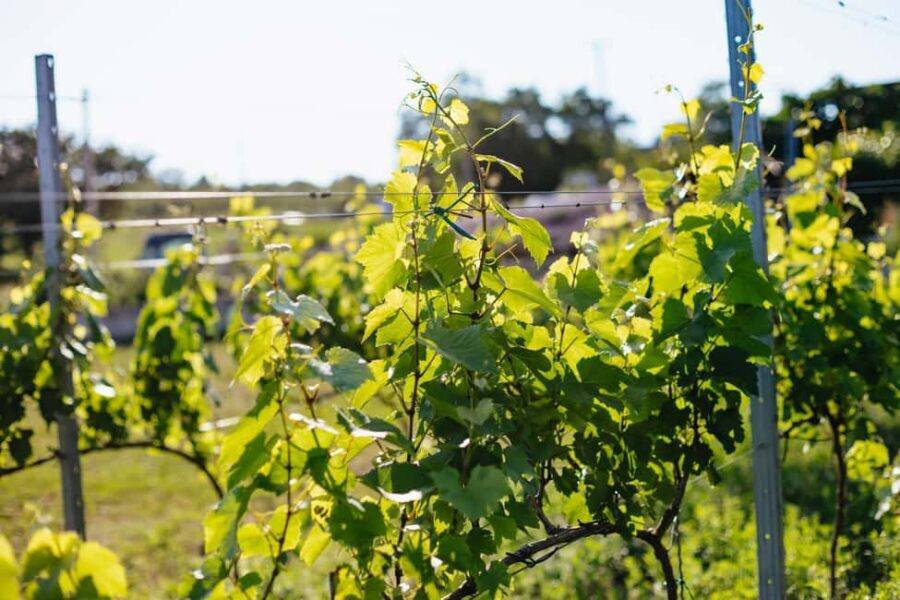 From Budapest: Half-Day Countryside Wine Tour with Meal - The home-cooked meal: where the day turns from tasting to memory