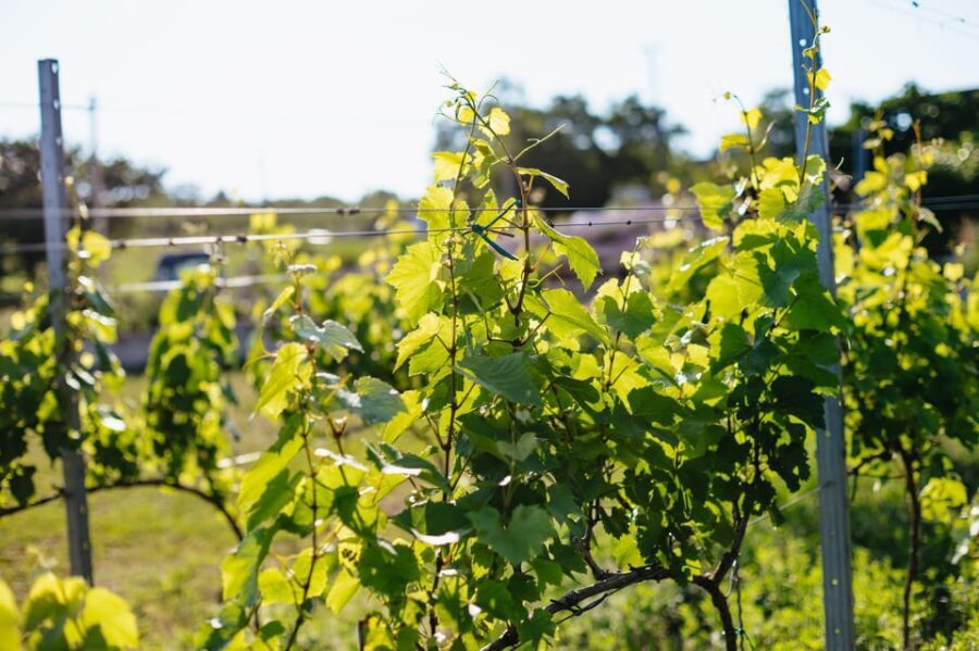 From Budapest: Half-Day Countryside Wine Tour with Meal - Group feel and guide style: why personalities matter here