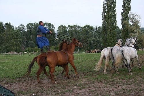 From Budapest: Puszta Horse Show and Countryside Visit - Key highlights worth your attention