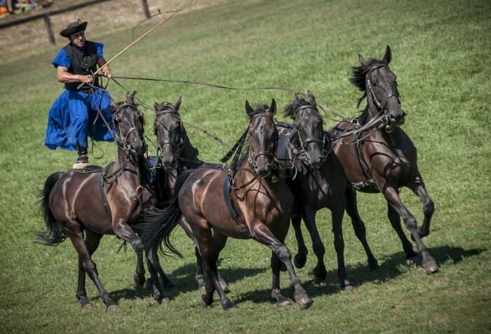 From Budapest: Puszta Horse Show and Countryside Visit - Lajosmizse and the Horse Show Ring: More Than Just a Performance