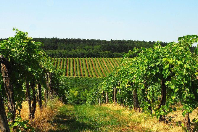 Private Lake Balaton Experience with an unforgettable Wine Tasting - Why this private Lake Balaton day beats the train version
