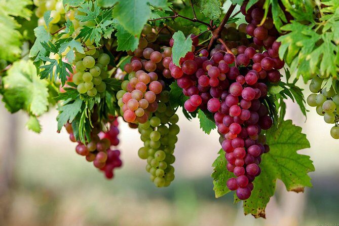 Private Lake Balaton Experience with an unforgettable Wine Tasting - How to handle the tasting day like a pro (so you enjoy it more)