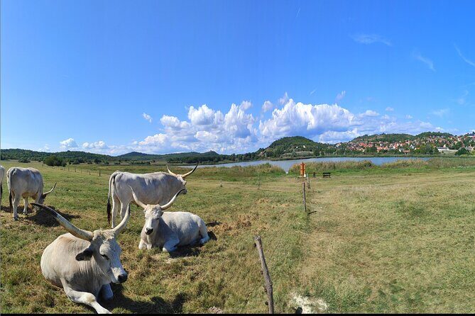 Private tour from Budapest to a top hidden treasure region of Europe: Lake Balaton - Price and value: what $265.49 really covers