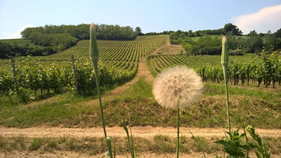 Tokaj: Classic Wine Tasting - Practical tips so you enjoy it more